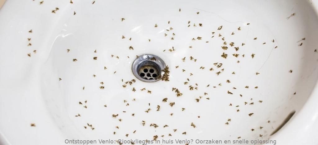 Rioolvliegjes in huis Venlo? Oorzaken en snelle oplossing
